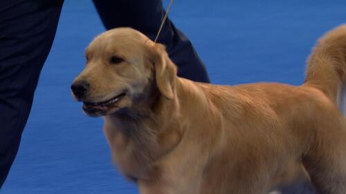 梅西与C罗洲际大赛任意球命中率对比：梅西53射5中，C罗60射仅1中！